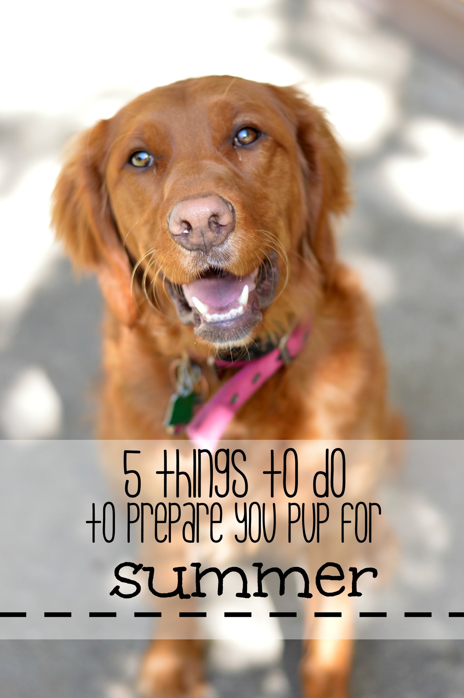 5 things to do to prepare your pup for summer! Be sure your dog is being checked for ticks, on heartworm meds and having the pads on their paws checked! // Life with Rosie