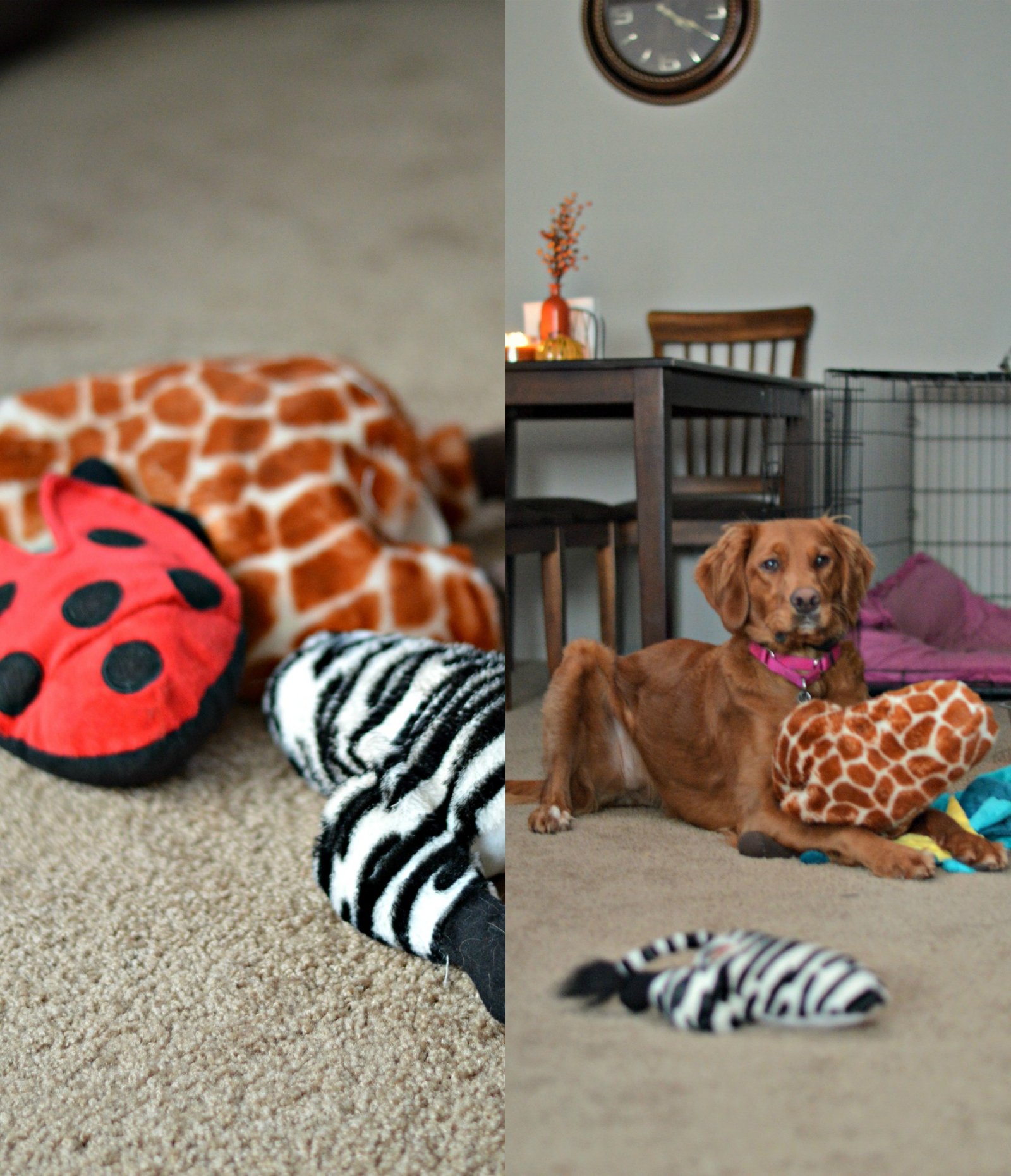 Rosie's 5 Favorite Pup Products // Life with Rosie