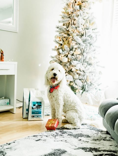 Giving Tuesday with Just Right by Purina // Hey There, Chelsie