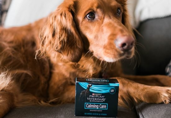 How to Help An Anxious Dog featuring Calming Care by Purina ProPlan// Hey There, Chelsie